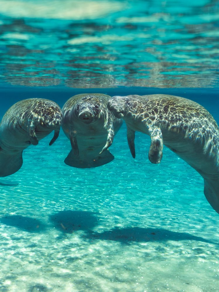 coq-manatees-category